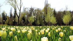 Белгородцы смогут побывать на первом фестивале тюльпанов «Река в цвету»