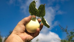 Работники ЗАО «Агросадоводческое» Валуйского горокруга начнут собирать урожай ранних яблок
