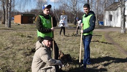 Валуйчане высадили 75 деревьев к юбилею Победы
