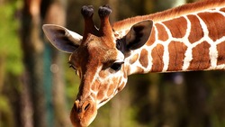 Детёныш жирафа появится в Белгородском зоопарке