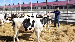 Валуйское КФХ реализовало проект по развитию животноводческой фермы по выращиванию КРС