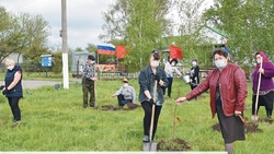 Жители села Басово Валуйского округа заложили Сад памяти из 38 саженцев